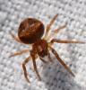 Araneus (sturmi-triguttatus)